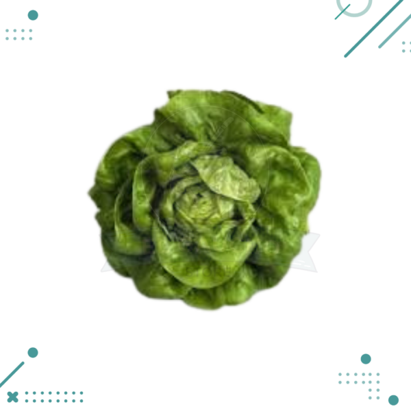 Semillas Lechuga Gallega