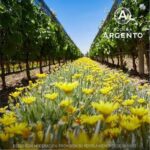 Vino ARGENTO Estate Reserve ORGANICO Malbec 750ml - Imagen 3
