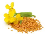 Semilla de Mostaza en Grano (1Kg) - Imagen 2