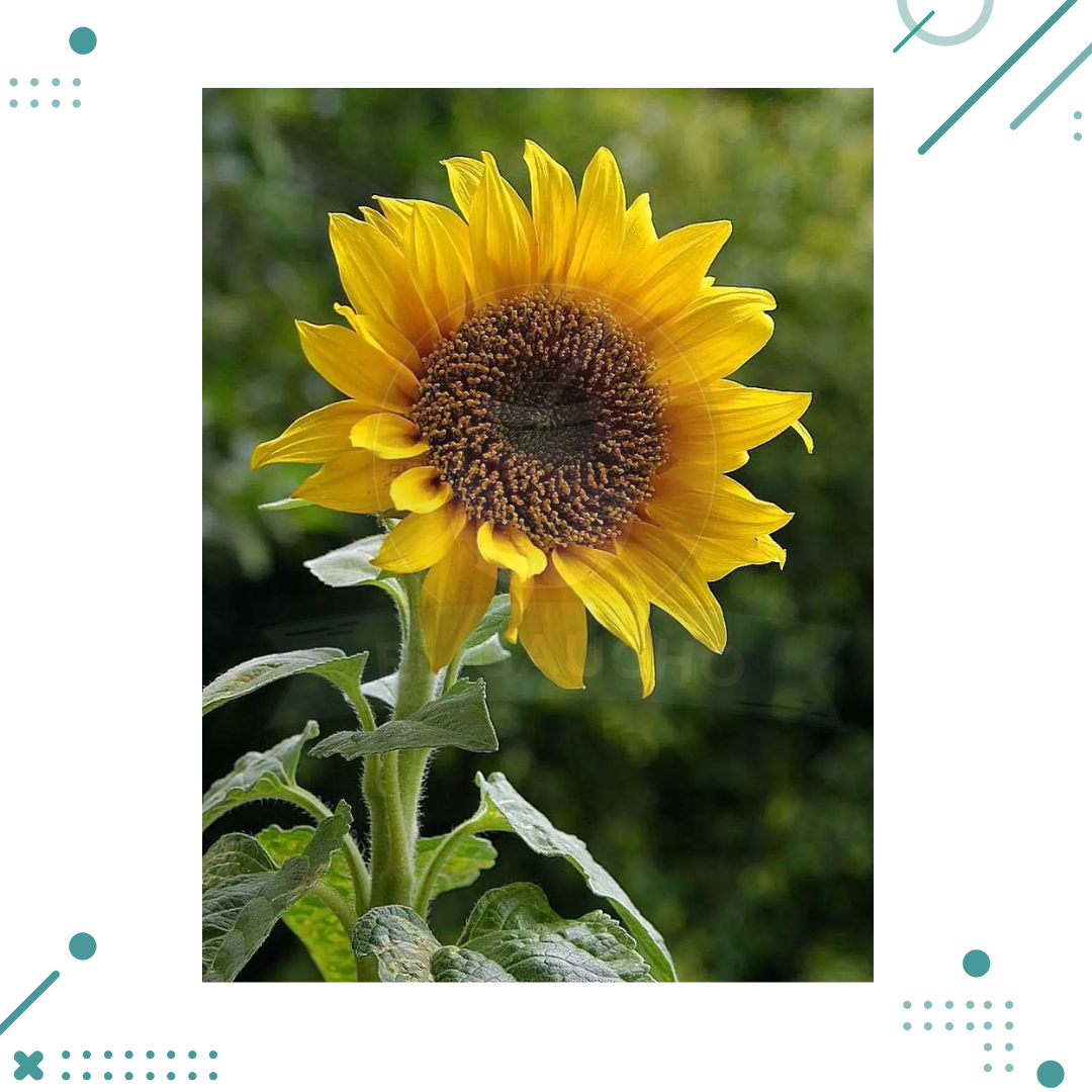 Diseno-sin-titulo-2023-05-15T202416.191.png Semillas Girasol (20 semillas aprox) - Imagen 1