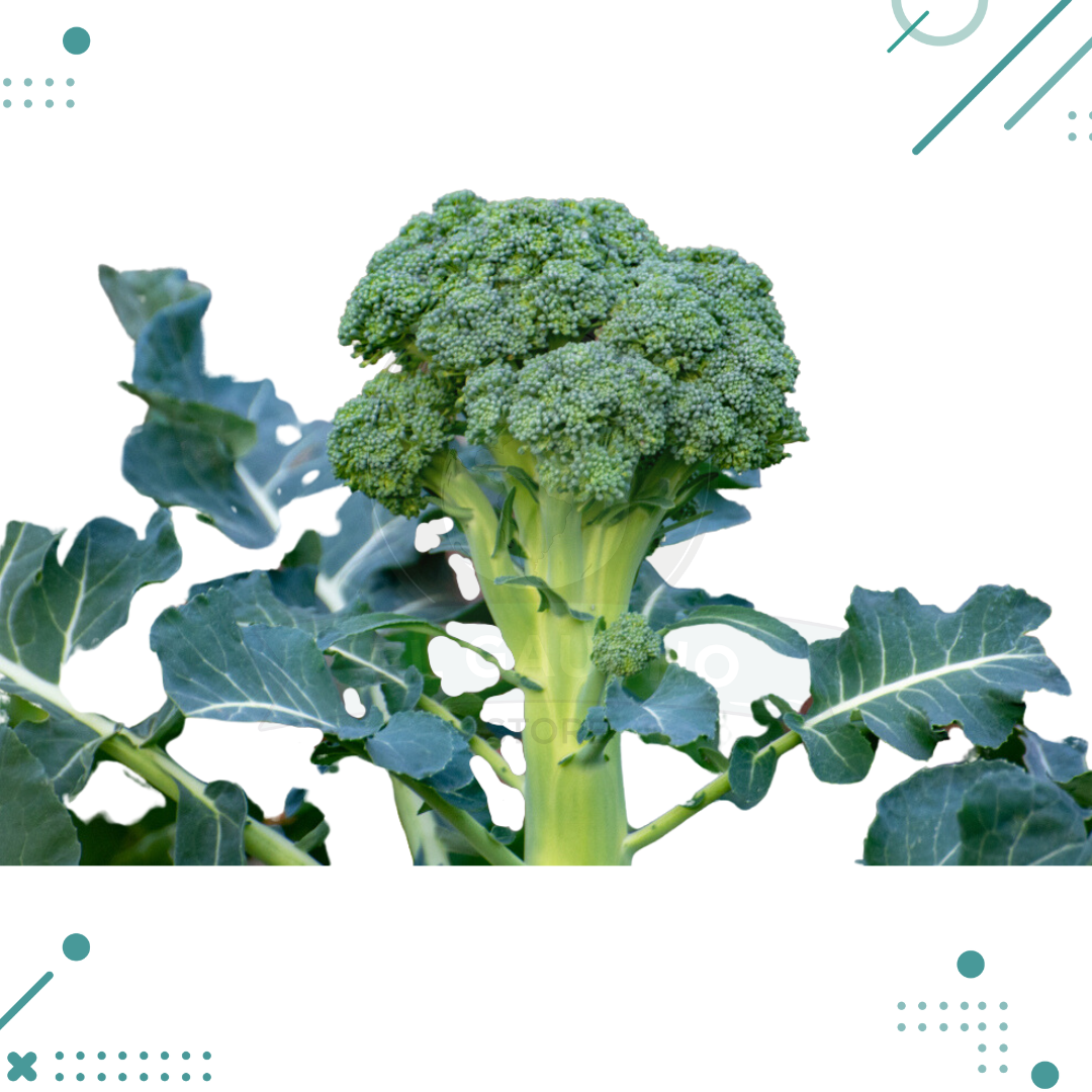 Diseno-sin-titulo-2023-08-22T184507.322.png Semillas Brocoli (10 semillas aprox) - Imagen 1