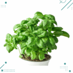 Semillas Albahaca (30 semillas aprox)