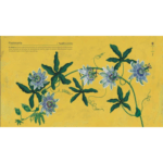 Libro Nativas Flores Argentinas - Imagen 3