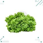 Semillas Lechuga Crespa (50 semillas aprox)