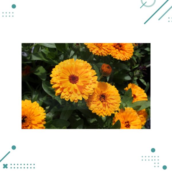 Semillas Calendula (20 semillas aprox)