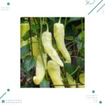 Semillas Aji Vinagre (10 semillas aprox)