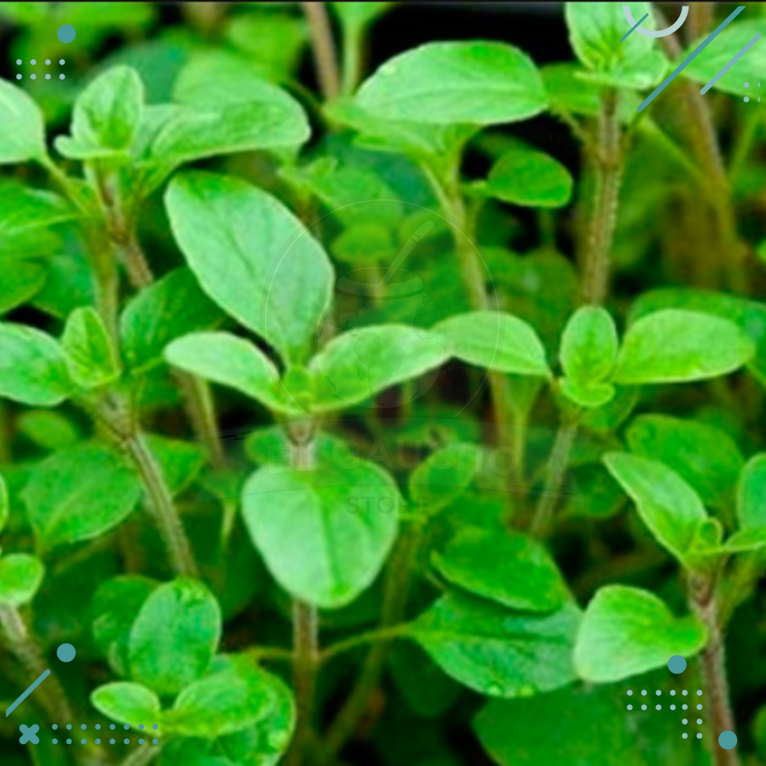 mejorana-1.png Semillas Mejorana (20 semillas aprox) - Imagen 1