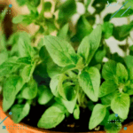 Semillas Oregano (20 semillas aprox)