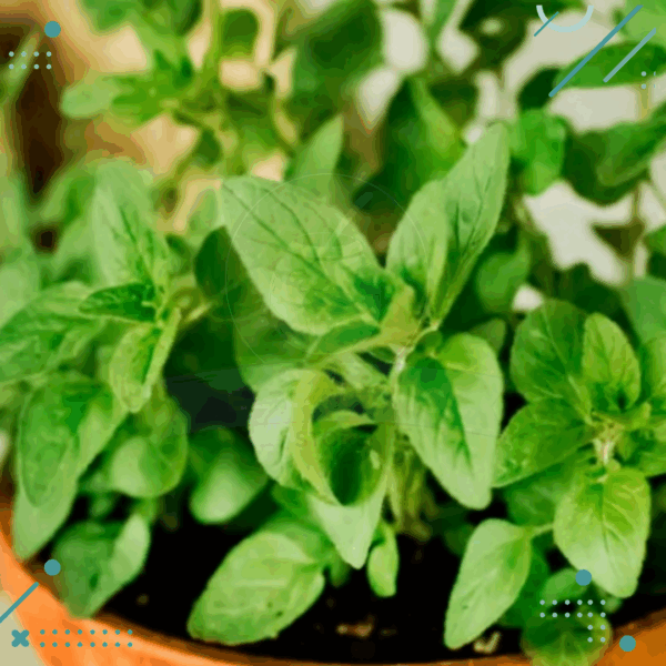 Semillas Oregano (20 semillas aprox)
