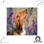 Consulta de Flores de Bach, para Mascotas - Imagen 4